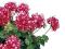 PELARGONIA BLUSZCZOLISTNA CORRIENTE ARCTIC RED 9