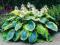 Dwukolorowa hosta FRANCESS WILLIAMS hosta