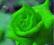 Róża, Nasiona Róży, Green Rose - Róża Zielona