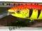 Wobler Rapala Deep Tail Dancer 11cm 22g HT