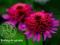 Jeżówka SOUTHERN BELLE  ------buraczkowa Echinacea