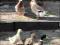 Jaja lęgowe kaczek Staropoplskich