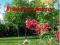 RELAKS PRZY MUZYCE / CD ..