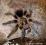 ProSpiders - Phormictopus auratus L2/3