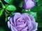 Róża wielkokwiatowa fioletowo-niebieska+grat. róża