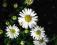 ASTER NISKI BIAŁY wieloletni w doniczce