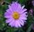 ASTER NISKI WRZOSOWY wieloletni w doniczce