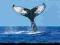 Imax - Wieloryby giganty głębin DVD FOLIA