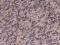 BLAT KUCHENNY GRANIT TIGERSKIN RED  GR.3 CM