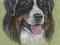 Berneński Pies Pasterski, berniuś, pies - portret