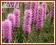 Liatra kłosowa 'Kobold' (Liatris spicata)