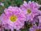 CHRYZANTEMA  ZIMUJĄCA CZECHOSKI ####  róża , floks