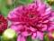 CHRYZANTEMA  PINK LADY ######  CESARSKA KORONA