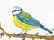 Sikorka modra, ptaki, akwarela