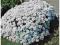 Śnieżno Białe Kulki DUŻE SADZONKI ubiorek iberis