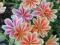 Cudowne gwiazdki do kazdego ogrodu Lewisia