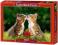 ! Puzzle 500 Castorland B-51625 Two Tabby Kittens