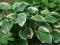 HOSTY FUNKIA HOSTA AUREOMARGINATA *OKAZJA*