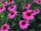 ECHINACEA JEŻÓWKA PURPUROWA *OKAZJA* ŚLICZNA