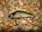 WOBLER TROUT - 5cm/3g - OKAZJA !!!