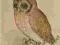 DURER LITTLE OWL ADDRESS BOOK: LARGE PRINT Roni