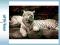 Emaluj -- TREFL 1500 EL. Tygrys Bengalski PUZZLE
