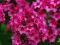 Phlox Red Caribbean floks_płomyk dwuletnie