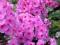 Phlox EVA CULLUM_floks_płomyk_dwuletnie