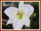 Liliowiec 'White temptation (Hemerocallis) C2