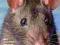 RATS (BARRON'S COMPLETE PET OWNER'S MANUALS) Daly