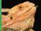 BEARDED DRAGONS Thomas Mazorlig