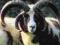 STARTING WITH SHEEP: A BEGINNER'S GUIDE Mary