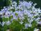 UROKLIWA BŁEKITNA HOUSTONIA kwitnące SADZONKI
