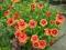GAILARDIA OŚCISTA CZERWONO-ŻÓŁTA SADZONKI