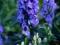 TOJAD MOCNY ACONITUM NIEBIESKI SADZONKI NORNICE