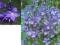 POLEMONIUM/ WIELOSIŁ BŁĘKITNY sadzonki