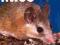 MICE (COMPLETE PET OWNER'S MANUAL) Vanderlip