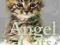 ANGEL CATS Allen Anderson, Linda Anderson