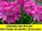 ZAWCIĄG NADMORSKI RÓŻOWE POMPONY NA SKALNIAKU HIT