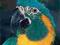 MACAWS: A COMPLETE PET OWNER'S MANUAL Sweeney