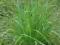 50 x LEMON GRASS trawa cytrynowa Cymbopogon citrat