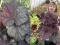Heuchera 'Magnum' - Żurawka GIGANT !!! !!! !!! !!!