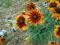Rudbekia Brown Eyed sadzonka