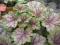 Heuchera 'Birkin' - Żurawka ŚLIWKOWO-ZIELONA !!!