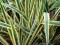 Yucca 'Bright Edge' - Juka karolińska DWU BARWNA !
