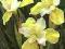 Iris sibirica 'Chartreuse Bounty' - Kosaciec syber
