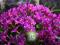 _//__BURZA DROBNYCH KWIATÓW__ ____PRYMULA PURPLE__