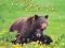 JOY OF BEARS Sylvia Dolson