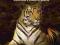 TIGER: LORD OF THE JUNGLE (WILD THINGS) Pons