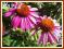 Jeżówka 'Magnus' (Echinacea) p9